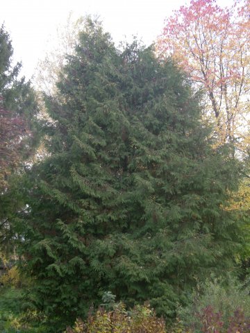 Thuja occidentalis (2)